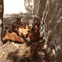 مرغ تخم گذار 15عدد