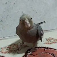 تعویض عروس هلندی