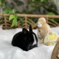 وودی|موش و خرگوش|اصفهان, باغ دریاچه|دیوار