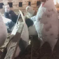 کبوتر|پرنده|بجنورد, |دیوار