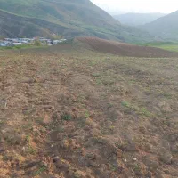 نخود زمین کشاورزی