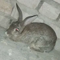 یک عدد خرگوش بزرگ ماده|موش و خرگوش|سراوان, |دیوار