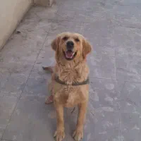 گلدن رتریور