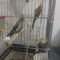 عروس هلندی فروشی