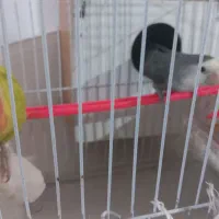 جفت کوتوله|پرنده|مشهد, بهاران|دیوار