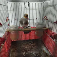 سهره دورگ|پرنده|شیراز, کوشک میدان|دیوار