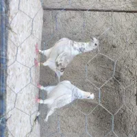 دسته ۳۵تایی همه کفترا اس و رنجر بشرط همه چی