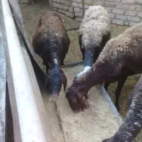 شیشک میش