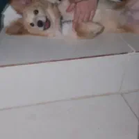 شیتزو روباهی|سگ|کوچصفهان, |دیوار