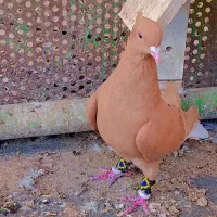 دم سفید زرد خال سیاه