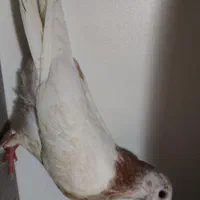 کفتر جوجه|پرنده|تهران, کوثر|دیوار
