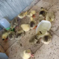 تعداد ۱۴عدد جوجه قوغاز  ۸عدد جوجه اردک روسی دورک