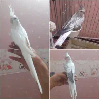 عروس هلندی ماده