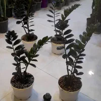 زاموفیلیا بلک سایز درشت با گلدان سفید لبه طلایی