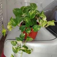 گل خانگی زیبا