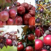 درخت گوجه قرمز، نهال آلوچه قرمز، نهالستان نهالینو