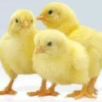 کارگر مرغداری گوشتی