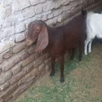 یک بز سه قلوزا تضمینی فقط یک زه داده بفروشمش میرسد