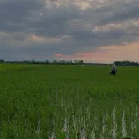 فروش ۴هزارمتر زمین زراعی درشاندرمن