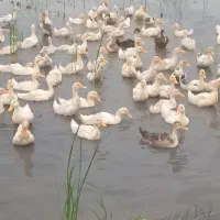 فروش جوجه اردک نیمچه