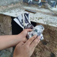 تعدادی کبوتر فروشی