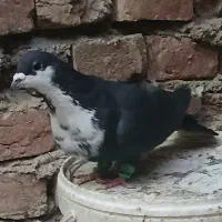 نر ریش سیاه شهرستانی