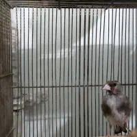 قناری و سره ی کرمانی ماده