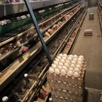 پخش و توزیع تخم مرغ|خوردنی و آشامیدنی|مشهد, گلبرگ شمالی|دیوار