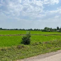 فروش۳هکتار/زمین شالیزار کشاورزی/یه تیکه/مرغوب/شفت|فروش زمین و ملک کلنگی|شفت, |دیوار