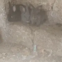 خرگوش