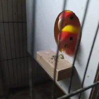 عروس و کوتوله