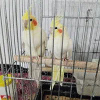 عروس هلندی|پرنده|صحنه, |دیوار