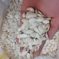 تخمه کدو درجه یک نو|عمده‌فروشی|سمیرم, |دیوار