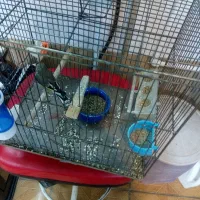 سهره و قناری فوری فروشی|پرنده|فردیس, شهرک هفده شهریور|دیوار