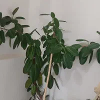 فروش گل بسیار بزرگ گوش فیل|گل و گیاه طبیعی|مهاباد (آذربایجان غربی), |دیوار