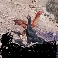 قیمت 2تومن|حیوانات مزرعه|سلیمان, |دیوار