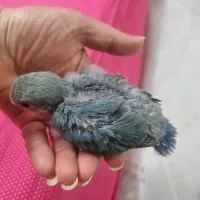 جوجه کوتوله سرلاکی
