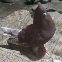 سرخ نرکاکول|پرنده|گرگان, |دیوار