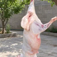 گوشت بره