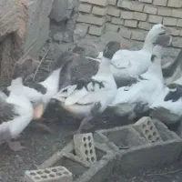 غاز