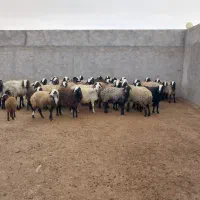 میش اصیل شال|حیوانات مزرعه|اسفرورین, |دیوار