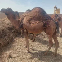 شتر