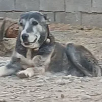 سگ گله
