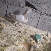 هفرنگ ماده سوری