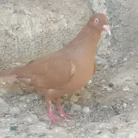 کبوتر|پرنده|کوه چنار, |دیوار