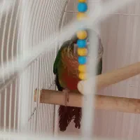 گرینچیک اهلی سخنگو