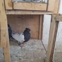کفتر سینه ای|پرنده|محمدشهر, شهرک پیام (مهرالبرز)|دیوار