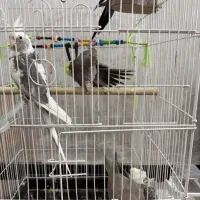 عروس هلندی وایت فیس