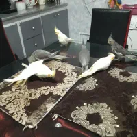 فروش عروس هلندی دو ماهه منصفانه|پرنده|میانه, |دیوار