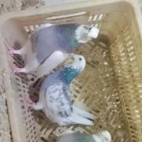 کبوتر|حیوانات|کرمانشاه, |دیوار